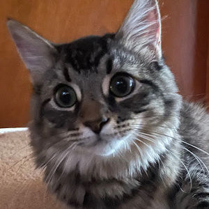 Meet your Posher, Mia